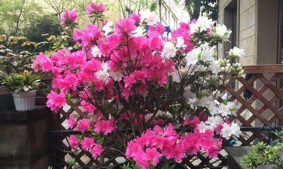 养杜鹃花需要注意什么（养杜鹃花注意事项）