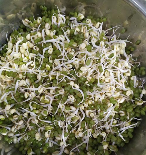 家庭如何培育豆芽（豆芽）