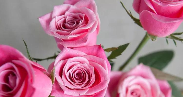 玫瑰花的种类名称及图片（有关玫瑰的品种介绍）