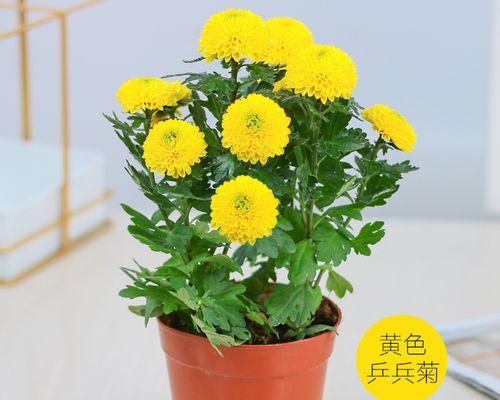 盆栽菊花怎么养（菊花栽培技术要点）