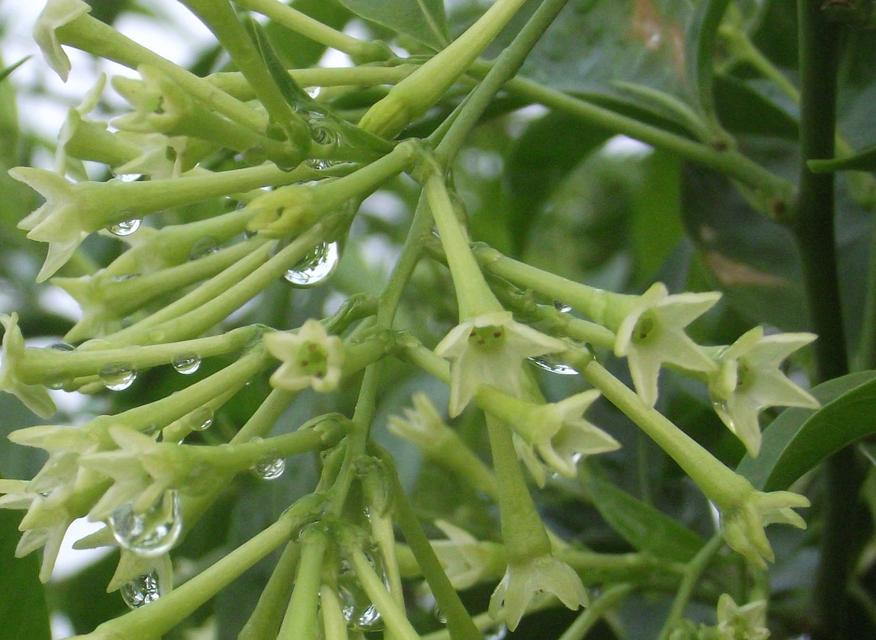 夜来香怎么种植方法（夜来香的种植方法和时间）