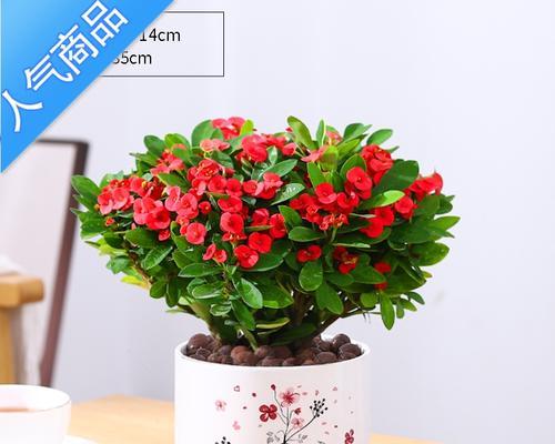 绿植盆栽要怎么养（关于家庭养绿植小技巧）