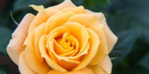 黄玫瑰的品种有几种（常见的黄玫瑰品种介绍）