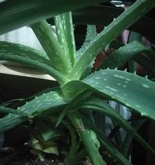 芦荟多少天浇一次水合适（芦荟浇水的正确方法）