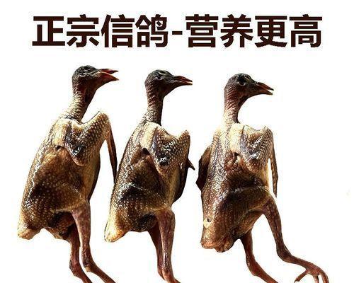 家庭怎么饲养鸽子（教你正确饲养鸽子）