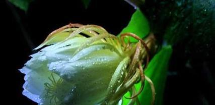 昙花栽培养殖技术（昙花的养护和注意事项）