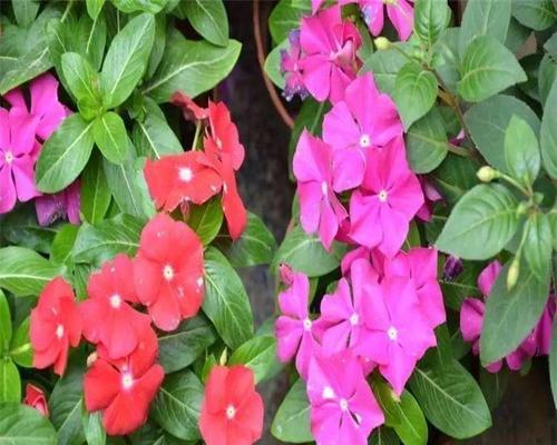 长春花放室内有毒吗（盘点五种不适合家养的花卉）