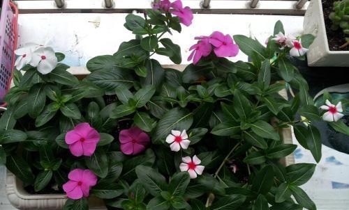 长春花放室内有毒吗（盘点五种不适合家养的花卉）
