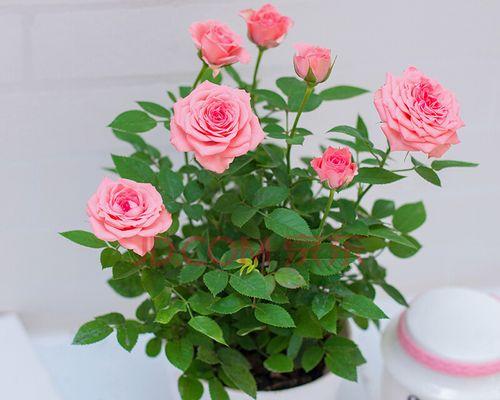 玫瑰花盆栽种植方法（打造美丽花园的秘密武器）