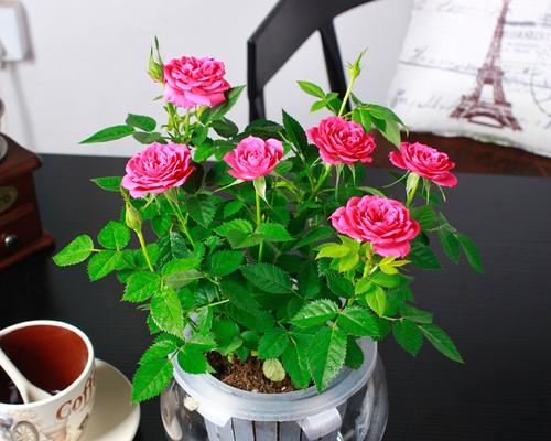 玫瑰花盆栽种植方法（打造美丽花园的秘密武器）