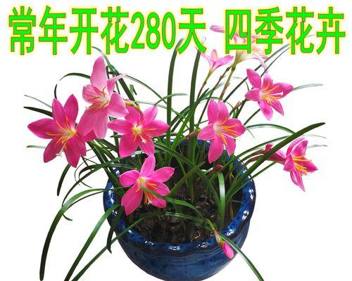 如何种植香雪兰种球（一步步教你打造美丽花园）