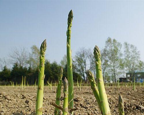 芦笋根怎样种植（芦笋的栽培技术要点）