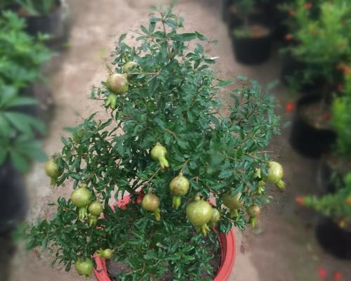 如何养好石榴花盆栽（石榴花盆栽种植方法及养护）