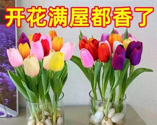 郁金香可以水培种植吗（水培郁金香的养护小窍门）