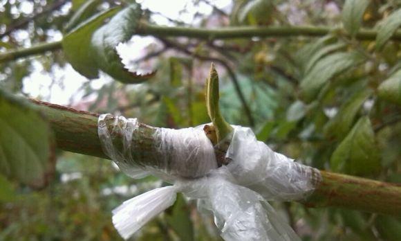 月季花什么时候嫁接（月季嫁接时间和方法）