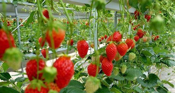 草莓种植时间几月份（草莓栽培技术要点）