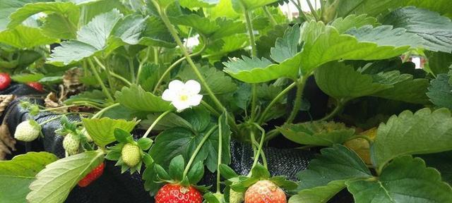 草莓种植时间几月份（草莓栽培技术要点）
