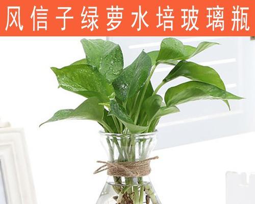 水培植物都有哪些（水培植物养殖方法讲解）