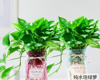 水培植物都有哪些（水培植物养殖方法讲解）