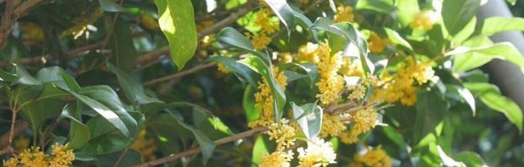 桂花种子什么时候种（有关桂花树种植注意事项）