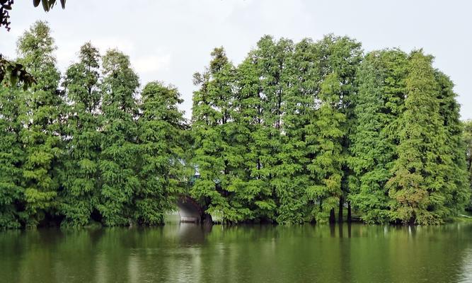 池杉和水杉的区别在哪里（描述水杉的基本特征）