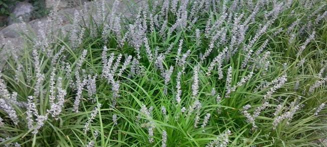 麦冬种植什么土壤（麦冬种植技术和管理）