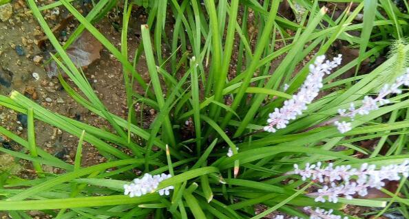 麦冬种植什么土壤（麦冬种植技术和管理）