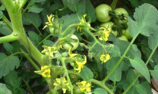 西红柿怎么种植才能高产（番茄种植技术要点）