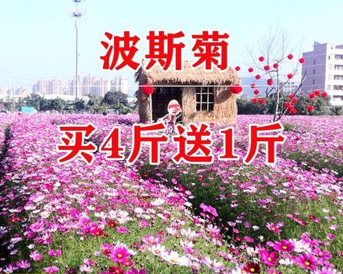 波斯菊种子如何播种（波斯菊种植方法和时间）