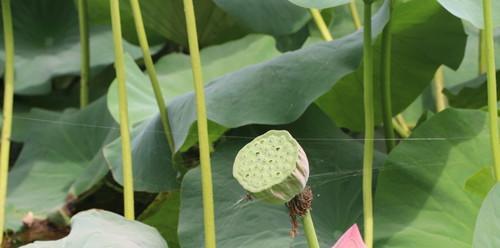 莲藕的种植技术（从选种到收获）