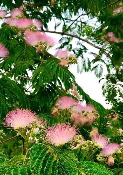 合欢花什么时候开花（关于合欢花的开花时间）