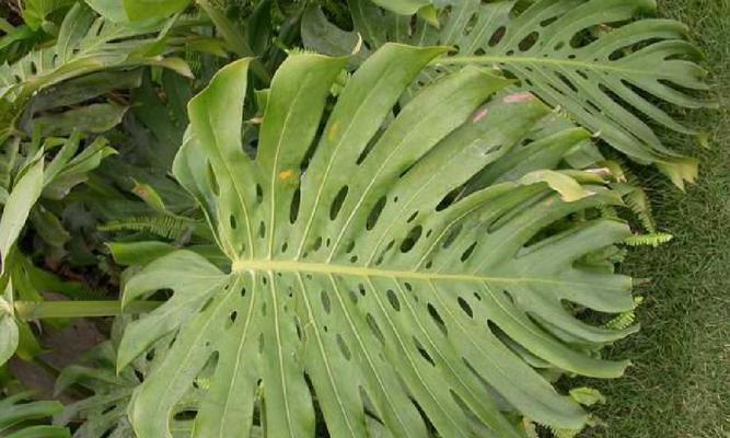 单子叶植物与双子叶植物区别有什么（植物的特征及举例）