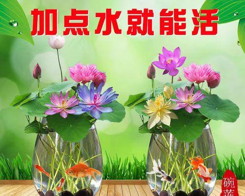 盆栽睡莲怎样养（睡莲正确的栽种方法）