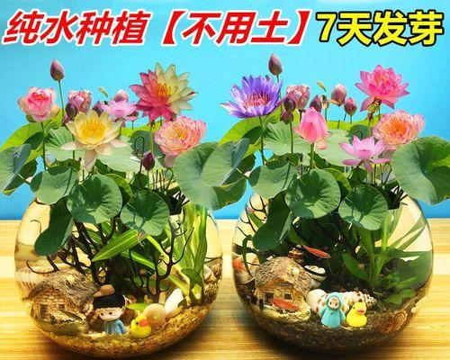 盆栽睡莲怎样养（睡莲正确的栽种方法）