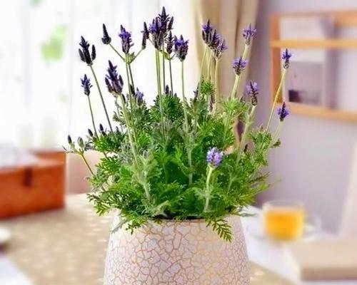 羽叶薰衣草怎么修剪（有关薰衣草剪枝技巧）