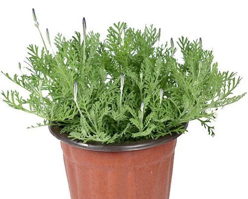 羽叶薰衣草怎么修剪（有关薰衣草剪枝技巧）