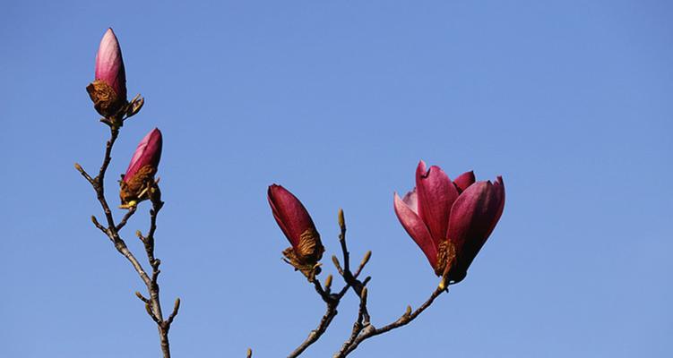 红玉兰什么时候开花（关于玉兰花花期简介）