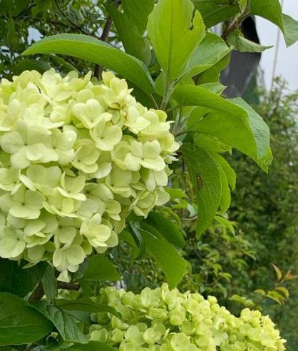 庭院种植什么树（适合庭院种植的树木推荐）