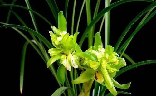 兰草花怎么栽培（兰草花的栽培与养护）