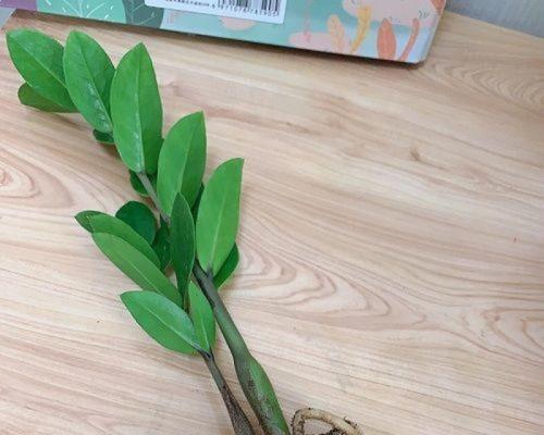 阳台上好养的盆栽树有哪些（适合阳台种植的八种盆栽花介绍）