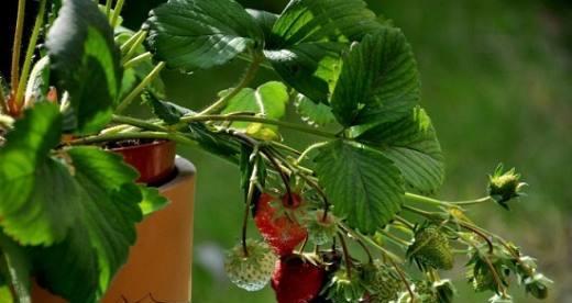 阳台种草莓怎么浇水（草莓养护的正确方法）