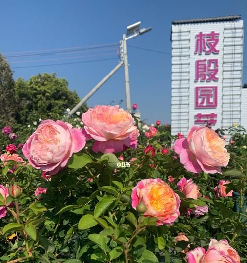 玫瑰花的种植技术包括什么（有关玫瑰花养护小窍门）