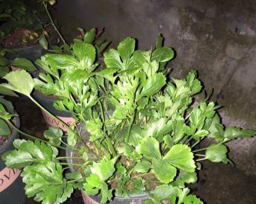 花毛樱种球种植方法