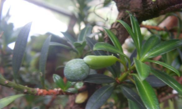 罗汉松果实能种植吗（关于罗汉松果的栽培技术）
