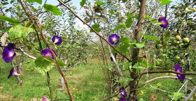 牵牛花种子怎么种植（牵牛花的栽培方法）