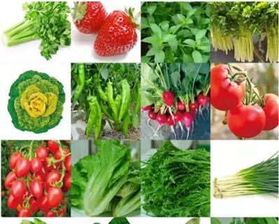 6月份种什么蔬菜最合适（夏季种植蔬菜品种推荐）