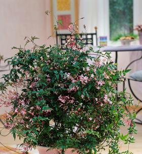 丁香花盆栽怎么养（丁香花盆栽种植方法）