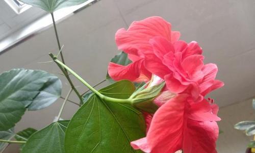 扶桑花掉花苞怎么回事（扶桑花掉花苞的原因）
