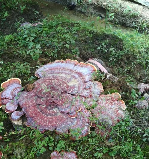 灵芝怎么养殖方法（盆栽灵芝种植方法讲解）
