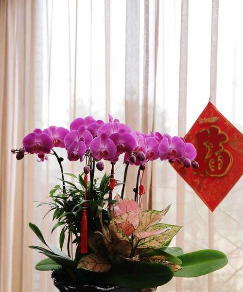 蝴蝶兰开放的时间是几点左右（描述蝴蝶兰的花期季节）